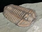 Flexicalymene Trilobite from Ohio - D #5898-1